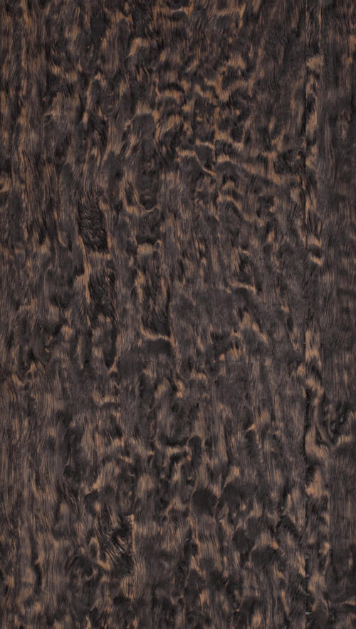 Eucalyptus Pommele Furnier – Bollinger Furniere AG